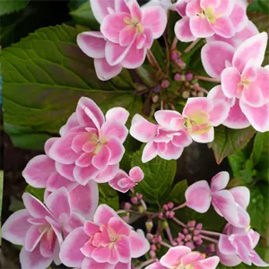 Hydrangea macrophylla 'Star Gazer' (Pot Size 5L) - Bigleaf Hydrangea - image 1