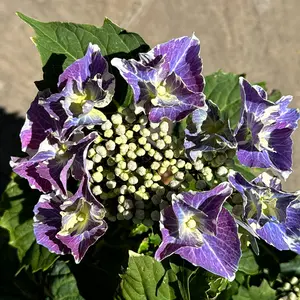 Hydrangea macrophylla 'Starlit Sky' (Pot Size 3L) Starlit Sky Hydrangea - image 1