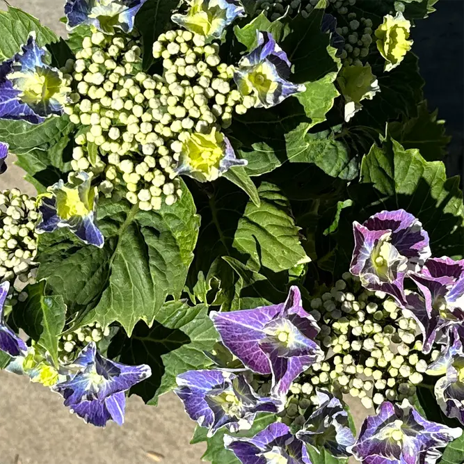 Hydrangea macrophylla 'Starlit Sky' (Pot Size 3L) Starlit Sky Hydrangea - image 2