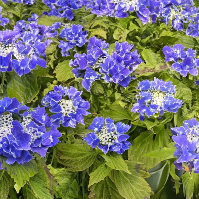 Hydrangea macrophylla 'Starlit Sky' (Pot Size 3L) Starlit Sky Hydrangea - image 3