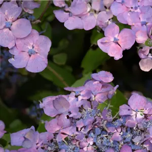 Hydrangea macrophylla 'Vicomte De Kerlot' (Pot Size 3L) - image 1