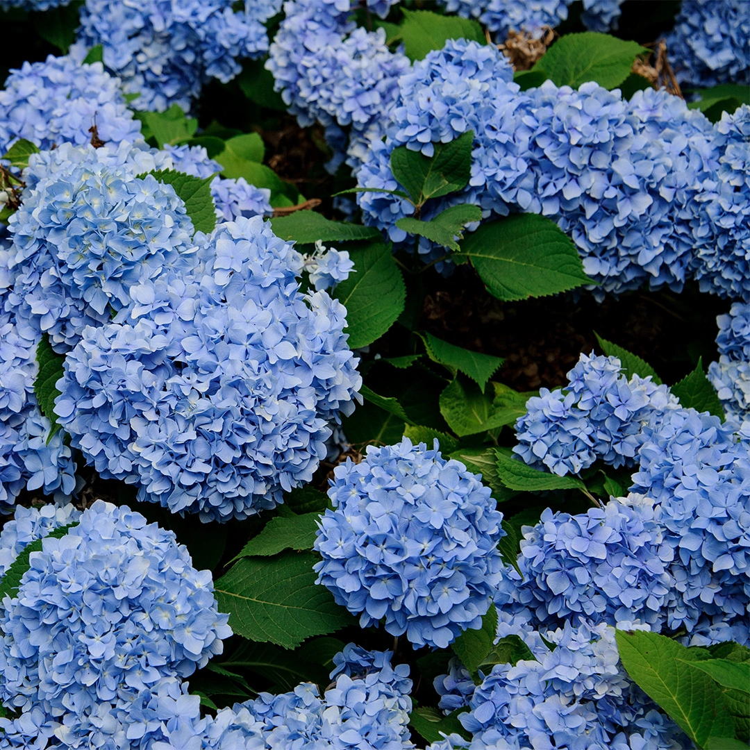 Hydrangea macrophylla 'Zorro Blue' (Pot Size 26cm) - The Boma Garden Centre