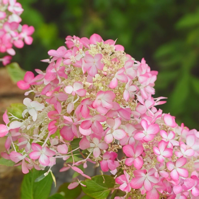 Hydrangea paniculata 'Angel Blush' (Pot Size 7.5L)