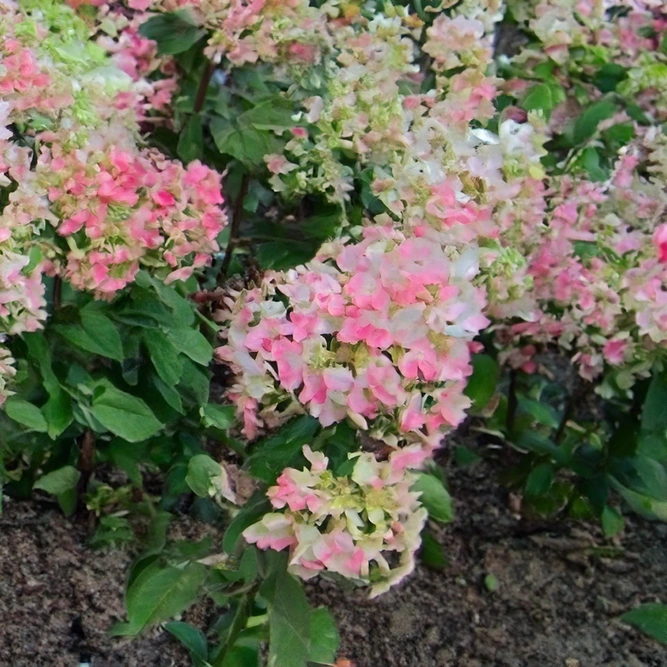 Hydrangea paniculata 'Candlelight' (Pot Size 19cm) Candlelight Hydrangea