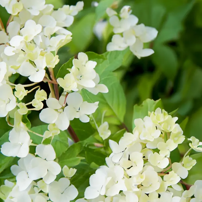 Hydrangea paniculata 'Phantom' (Pot Size 4L) - image 1