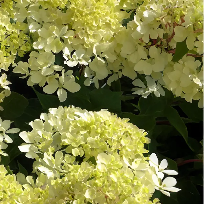 Hydrangea paniculata 'Phantom' (Pot Size 4L) - image 2