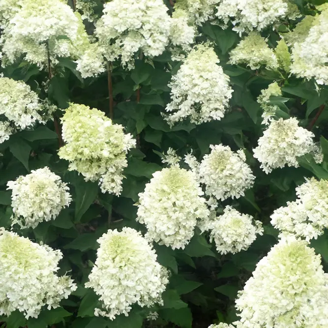 Hydrangea paniculata 'Phantom' (Pot Size 4L) - image 3