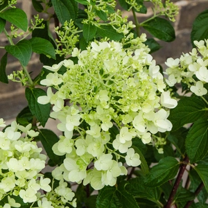 Hydrangea paniculata 'Pinky Winky' (Pot Size 26cm) - image 1