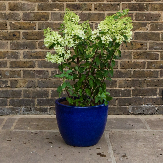 Hydrangea paniculata 'Pinky Winky' (Pot Size 26cm) - image 2