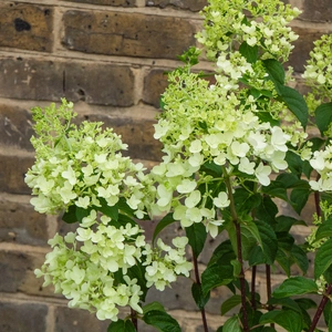 Hydrangea paniculata 'Pinky Winky' (Pot Size 26cm) - image 3