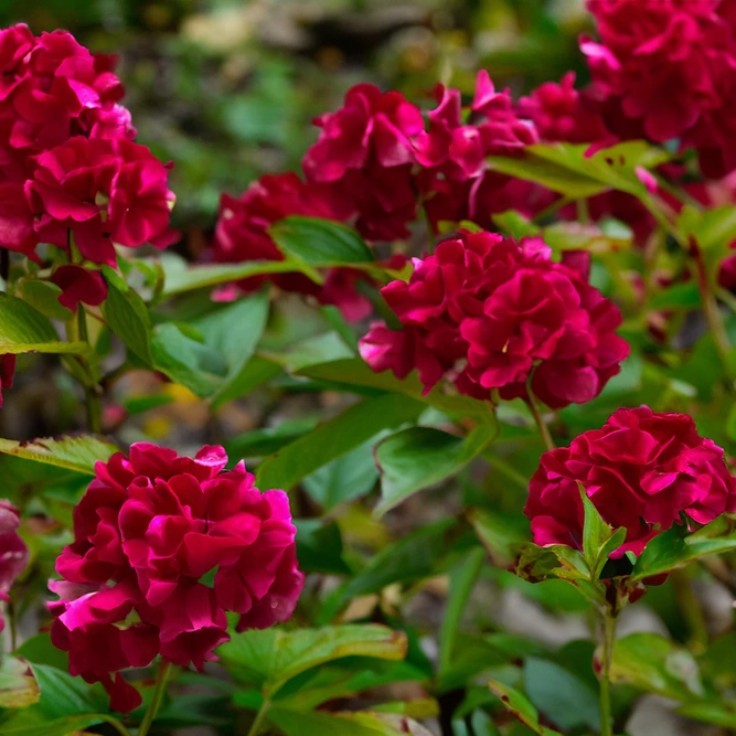 Hydrangea paniculata 'Wim's Red' (Pot Size 7.5L)