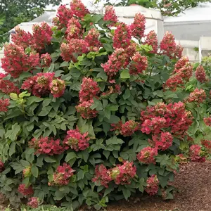 Hydrangea quercifolia 'Ruby Slippers' (Pot Size 19cm) Ruby Slippers Oakleaf Hydrangea - image 1