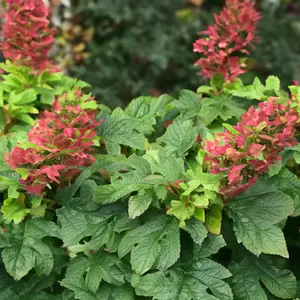 Hydrangea quercifolia 'Ruby Slippers' (Pot Size 19cm) Ruby Slippers Oakleaf Hydrangea - image 2