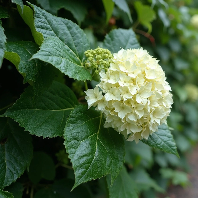 Hydrangea 'Seemanii' (Pot Size 3L)