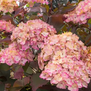 Hydrangea 'Serrata Precioza' (Pot Size 5L) - image 1