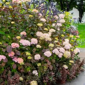 Hydrangea 'Serrata Precioza' (Pot Size 5L) - image 2