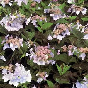 Hydrangea 'Serrata Tiara' (Pot Size 3L) - image 1