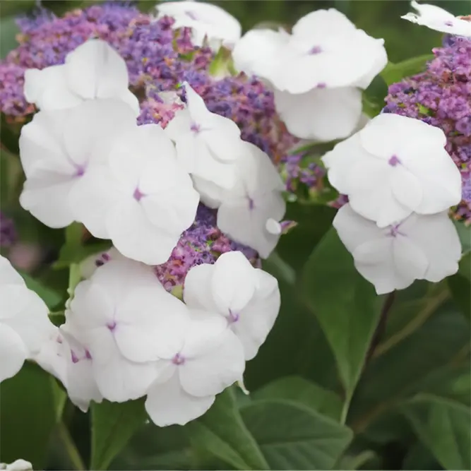 Hydrangea 'Velvet & Lace' (Pot Size 4L) - image 2