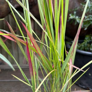 Imperata Red Baron (Pot Size 2L)