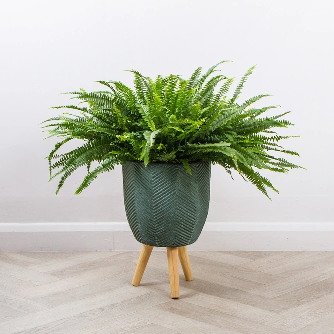Iowa Leggs Pot Green (D24cm x H40cm) Multi-use Indoor Plant Pot Cover On Legs - image 3