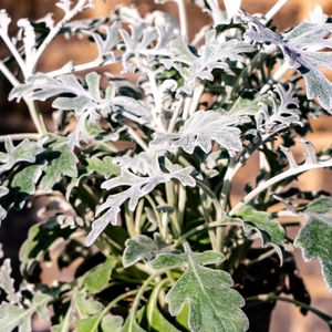  Jacobaea maritima - Cineraria (Pot Size 11cm) Silver Ragwort - Dusty Miller - image 1