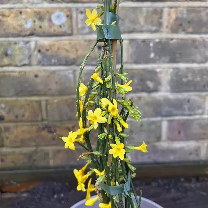 Jasminum nudiflorum (Pot Size 3L) - Winter flowering Jasmine - image 2