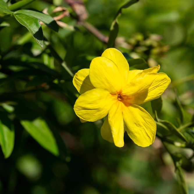 Jasminum nudiflorum (Pot Size 3L) - Winter flowering Jasmine - image 1