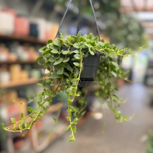 Kalanchoe Manginii (Pot Size 10.5cm) Adorable Hanging Plant - image 3