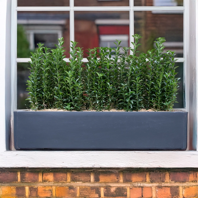 Kensington Green Screen Window Box (W60cm) - image 1