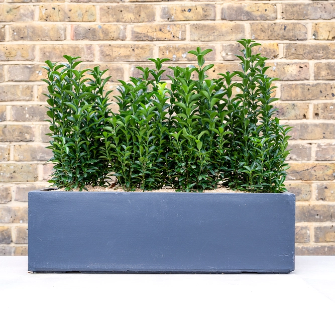 Kensington Green Screen Window Box (W60cm) - image 2