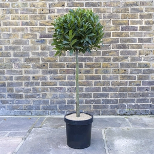 Laurus nobilis 1/2 Standard (Foliage Diameter 40-45cm) Bay Tree - image 1