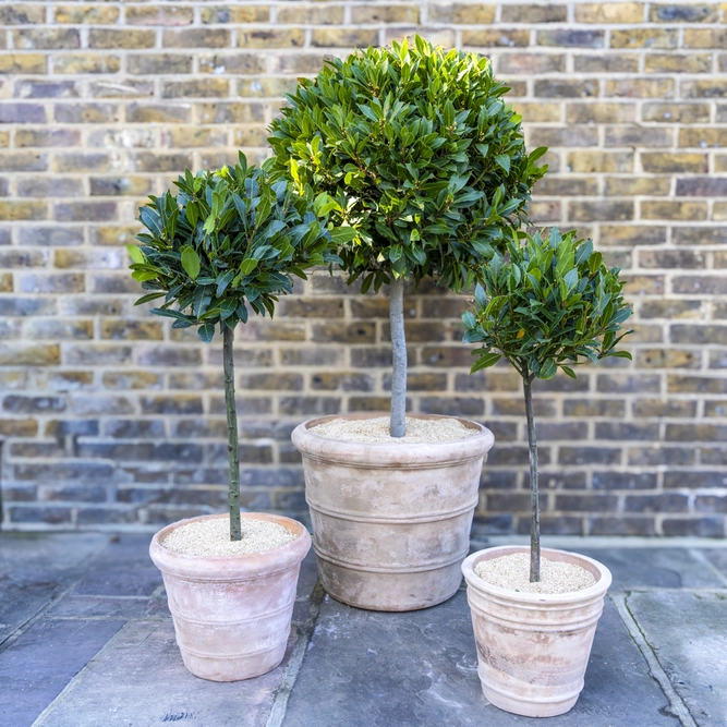 Laurus nobilis 1/2 Standard (Foliage Diameter 40-45cm) Bay Tree - image 3