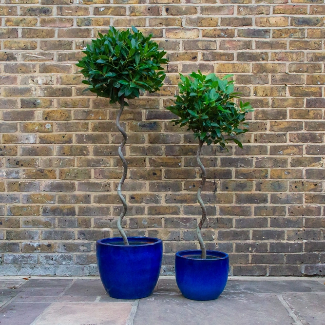 Laurus nobilis - 1/2 Standard Spiral Stem (Foliage Diameter D40-45cm) Bay tree - image 6