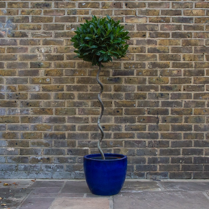 Laurus nobilis - 1/2 Standard Spiral Stem (Foliage Diameter D40-45cm) Bay tree - image 7