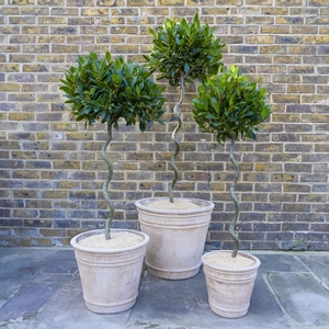 Laurus nobilis - 1/2 Standard Spiral Stem (Foliage Diameter D40-45cm) Bay tree - image 3