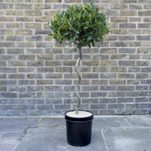 Laurus nobilis - 1/2 Standard Spiral Stem (Foliage Diameter D40-45cm) Bay tree - image 1