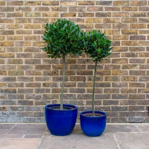 Laurus nobilis 1/2 Std (Foliage Diameter 35-40cm) Bay Tree - image 6