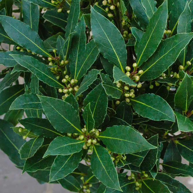 Laurus nobilis 1/2 Std (Foliage Diameter 35-40cm) Bay Tree - image 5