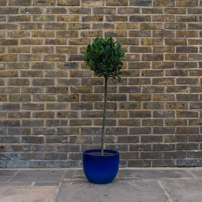 Laurus nobilis 1/2 Std (Foliage Diameter 35-40cm) Bay Tree - image 7