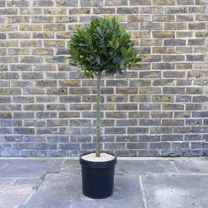 Laurus nobilis 1/2 Std (Foliage Diameter 35-40cm) Bay Tree - image 1