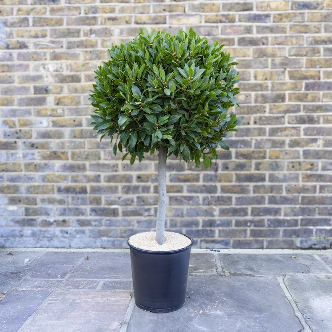 Laurus nobilis 1/2 Std (Foliage Diameter 60-65cm) Bay Tree - image 1