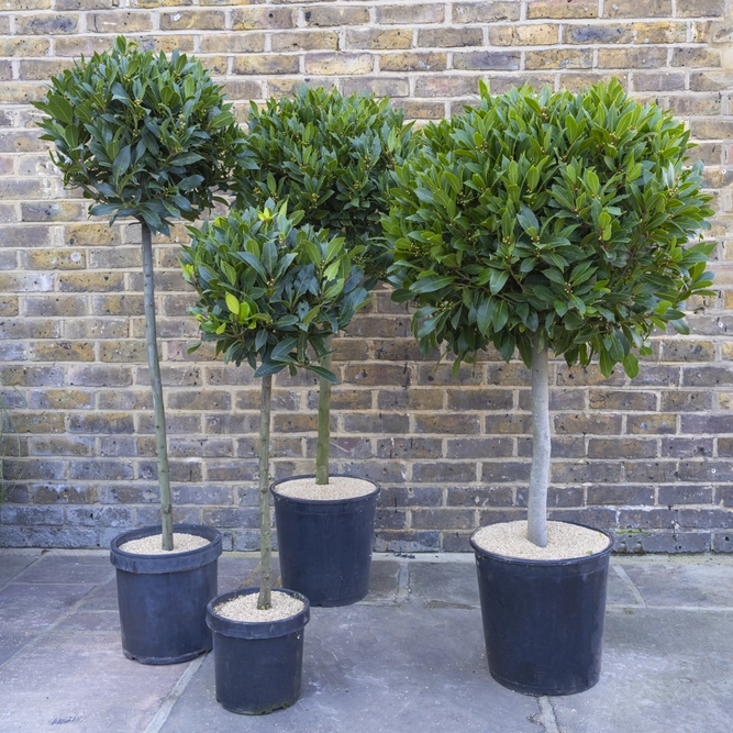 Laurus nobilis 1/2 Std (Foliage Diameter 60-65cm) Bay Tree - image 2