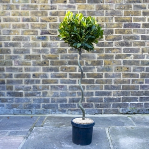 Laurus nobilis - 1/4 Standard Spiral Stem (Foliage Diameter D30-35cm) Bay tree - image 1