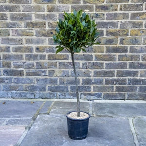 Laurus nobilis 1/4 Std (Foliage Diameter 25-30cm) Bay Tree - image 1