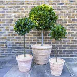 Laurus nobilis 1/4 Std (Foliage Diameter 25-30cm) Bay Tree - image 2