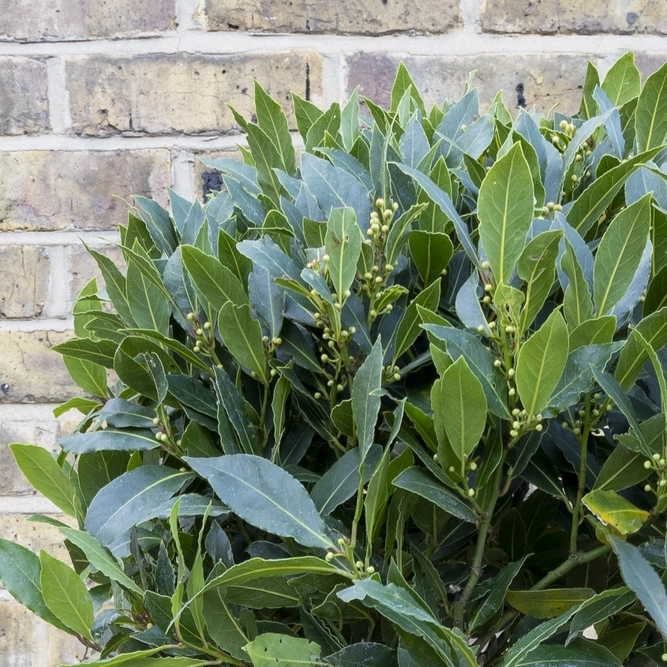 Laurus nobilis 1/4 Std (Foliage Diameter 25-30cm) Bay Tree - image 6