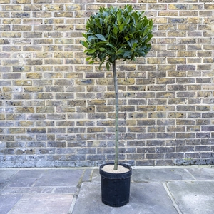 Laurus nobilis 1/4 Std (Foliage Diameter 35-40cm) Bay Tree - image 1