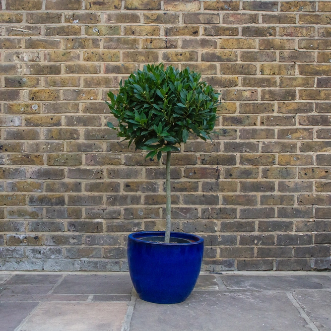 Laurus nobilis 1/4 Std (Foliage Diameter 65-70cm) Bay Tree - image 7