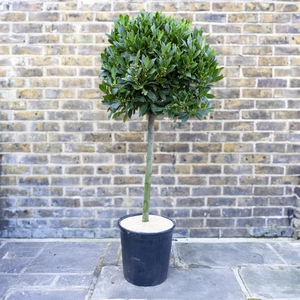 Laurus nobilis 1/4 Std (Foliage Diameter 65-70cm) Bay Tree - image 1