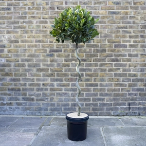 Laurus nobilis - 3/4 Standard Spiral Stem (Foliage Diameter D45-50cm) Bay tree - image 1